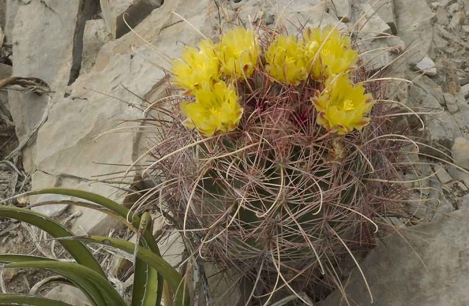 Ferocactus hamatacanthus